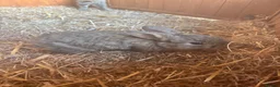 Mixed Breed rabbits for sale: Baby rabbits - Advert 7