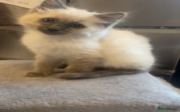 Ragdoll cats for sale: Beautiful kitten  - Advert 1