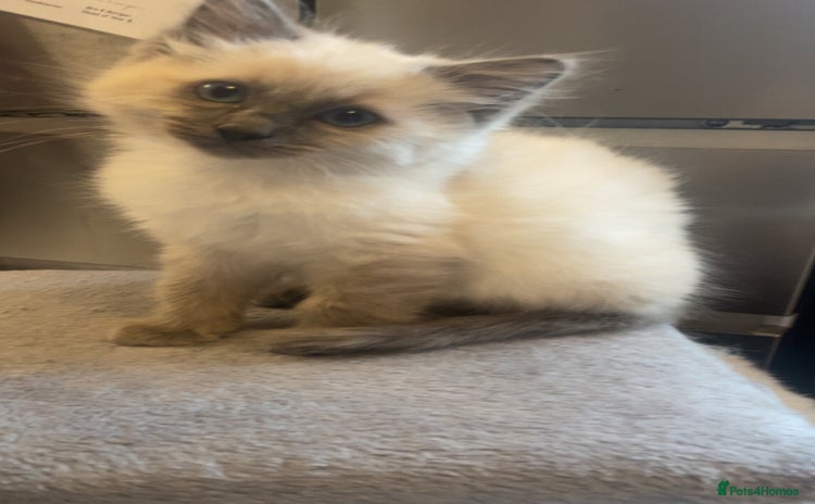 Ragdoll cats Beautiful kitten  - Advert 5