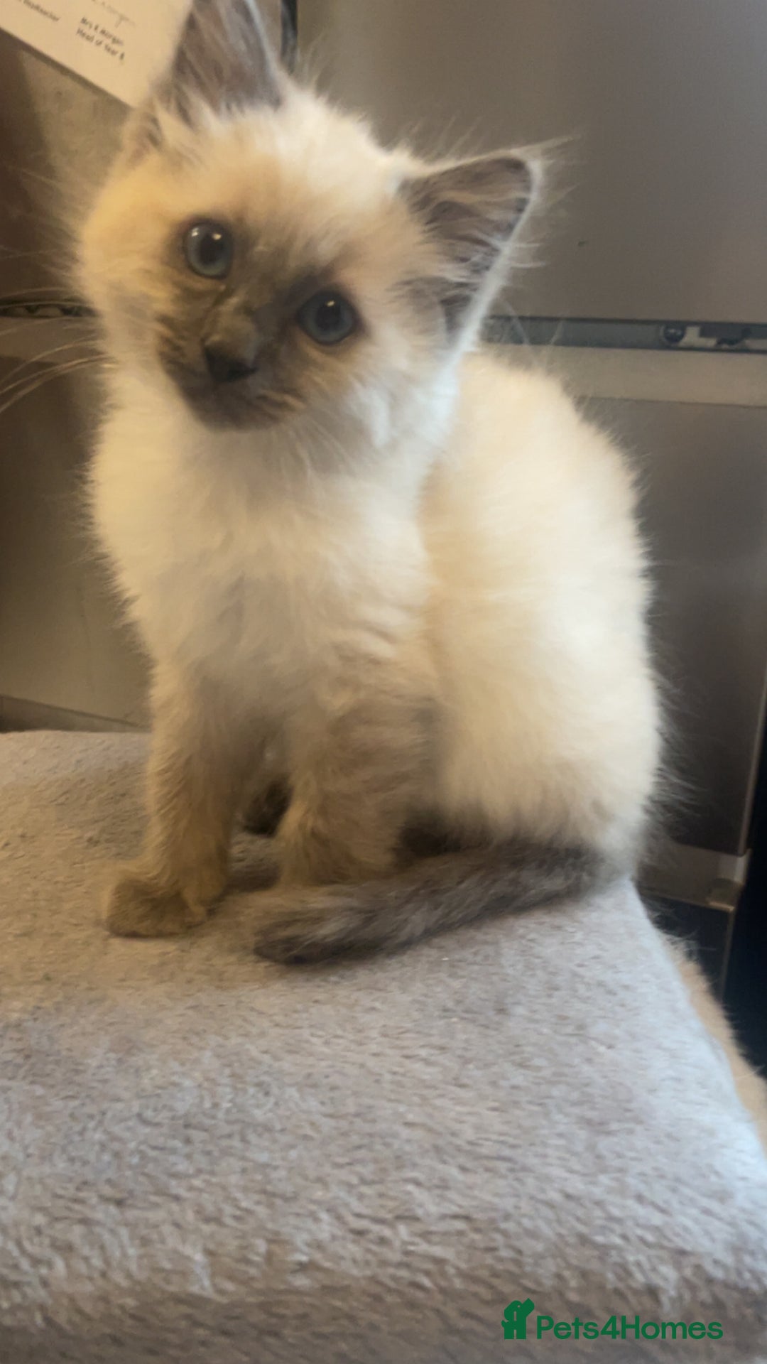 Ragdoll cats for sale: Beautiful kitten  - Advert 1