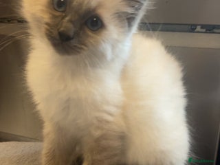 Ragdoll cats for sale: Beautiful kitten - Advert 1