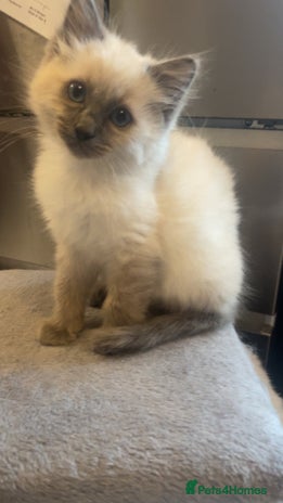 Ragdoll cats Beautiful kitten - Advert 4