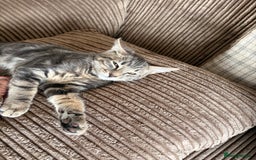 Mixed Breed cats for sale: Beautiful mixed breed kittens  - Image 14