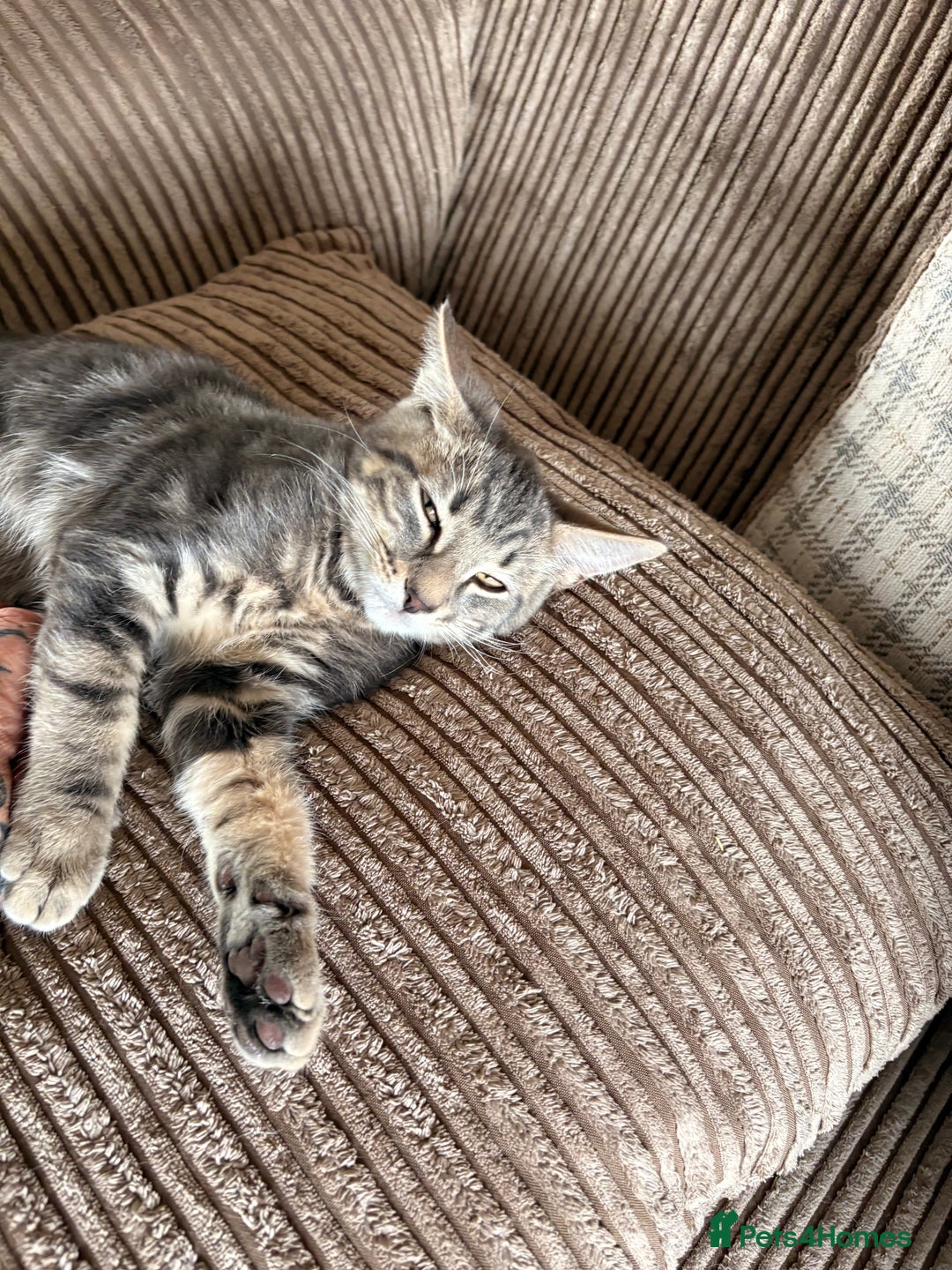 Mixed Breed cats for sale: Beautiful mixed breed kittens  - Image 14