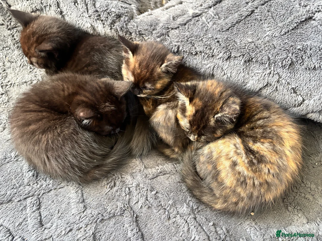 Mixed Breed cats for sale: 5 gorgeous ragdoll x girls looking for loving home in Ilkeston - Advert 13