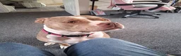 American Bully dogs for sale: American bullie  - Advert 5