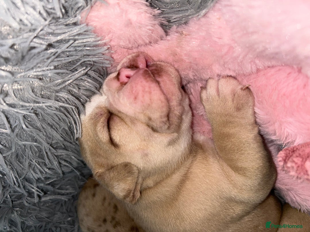Olde English Bulldogge dogs for sale: Must See! Olde English Puppies  - Image 15