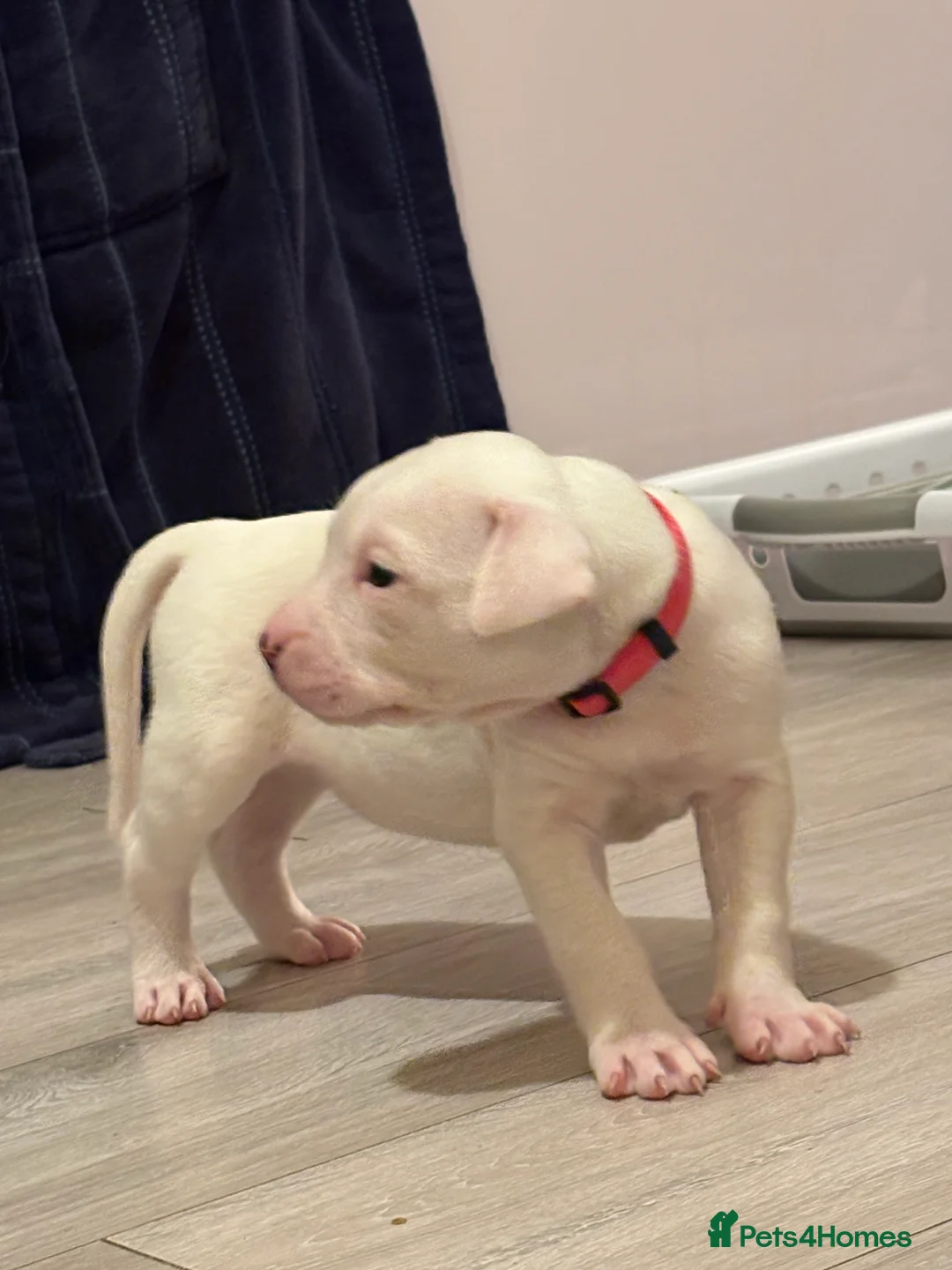 American Bulldog dogs for sale: American bulldog puppies  - Advert 27