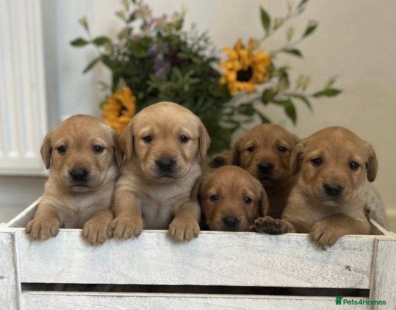 Labrador Retriever dogs Kennel club registered Labrador puppies  - Advert 14