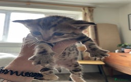 Bengal cats for sale: 9 BENGAL RAGDOLL X KITTENS - Image 9