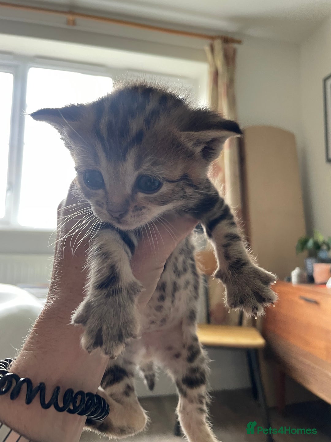 Bengal cats for sale: 9 BENGAL RAGDOLL X KITTENS - Image 9