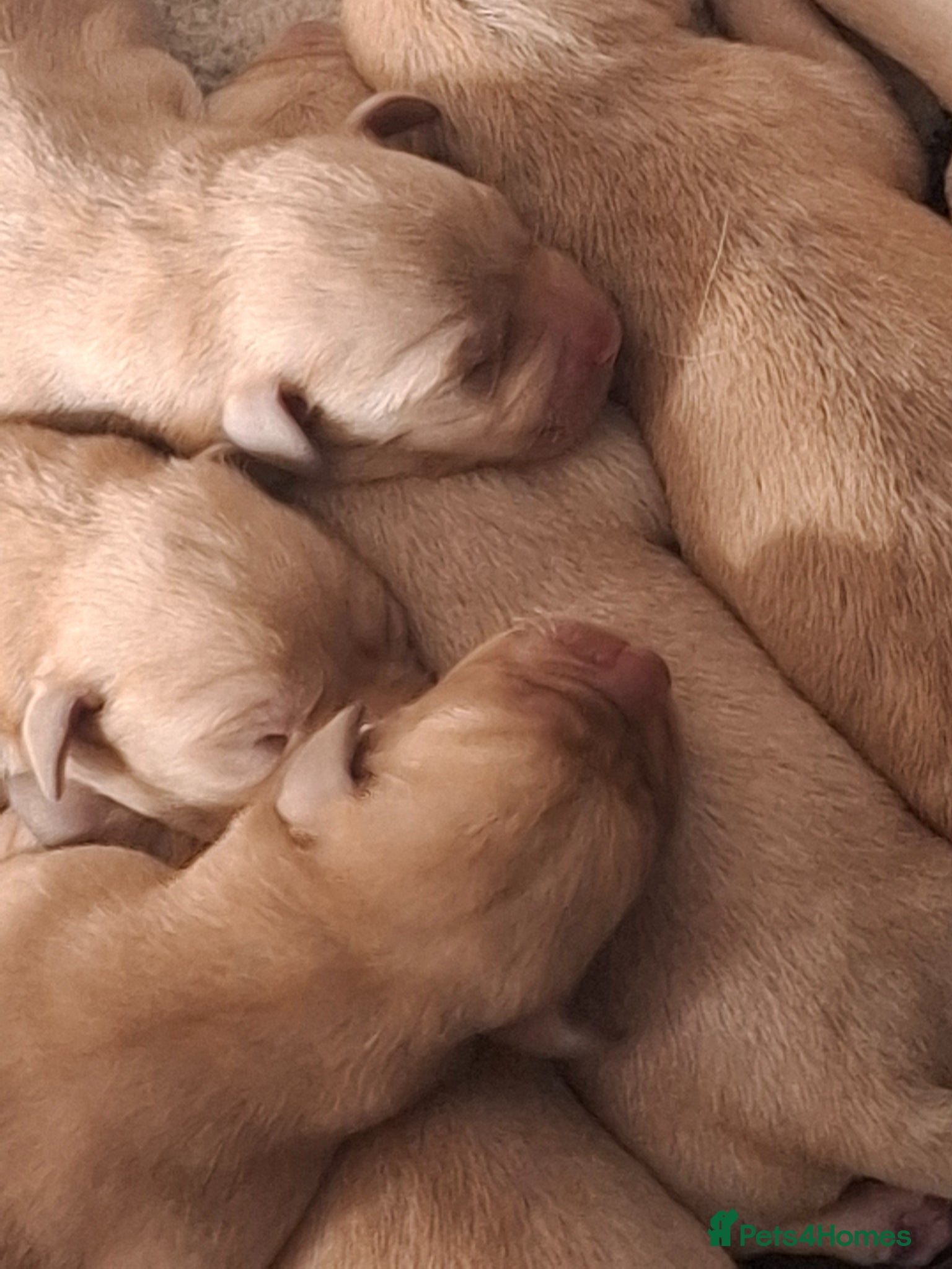 Labrador Retriever dogs for sale: KC Reg Labrador Pups in Newton Abbot - Advert 4