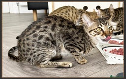 Savannah cats for sale: Dramatically reduced and ready F5 SBT Savannahs in Bingley - Image 22
