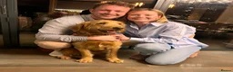 Goldendoodle dogs for stud: Proven F1 Goldendoodle Stud - Advert 3