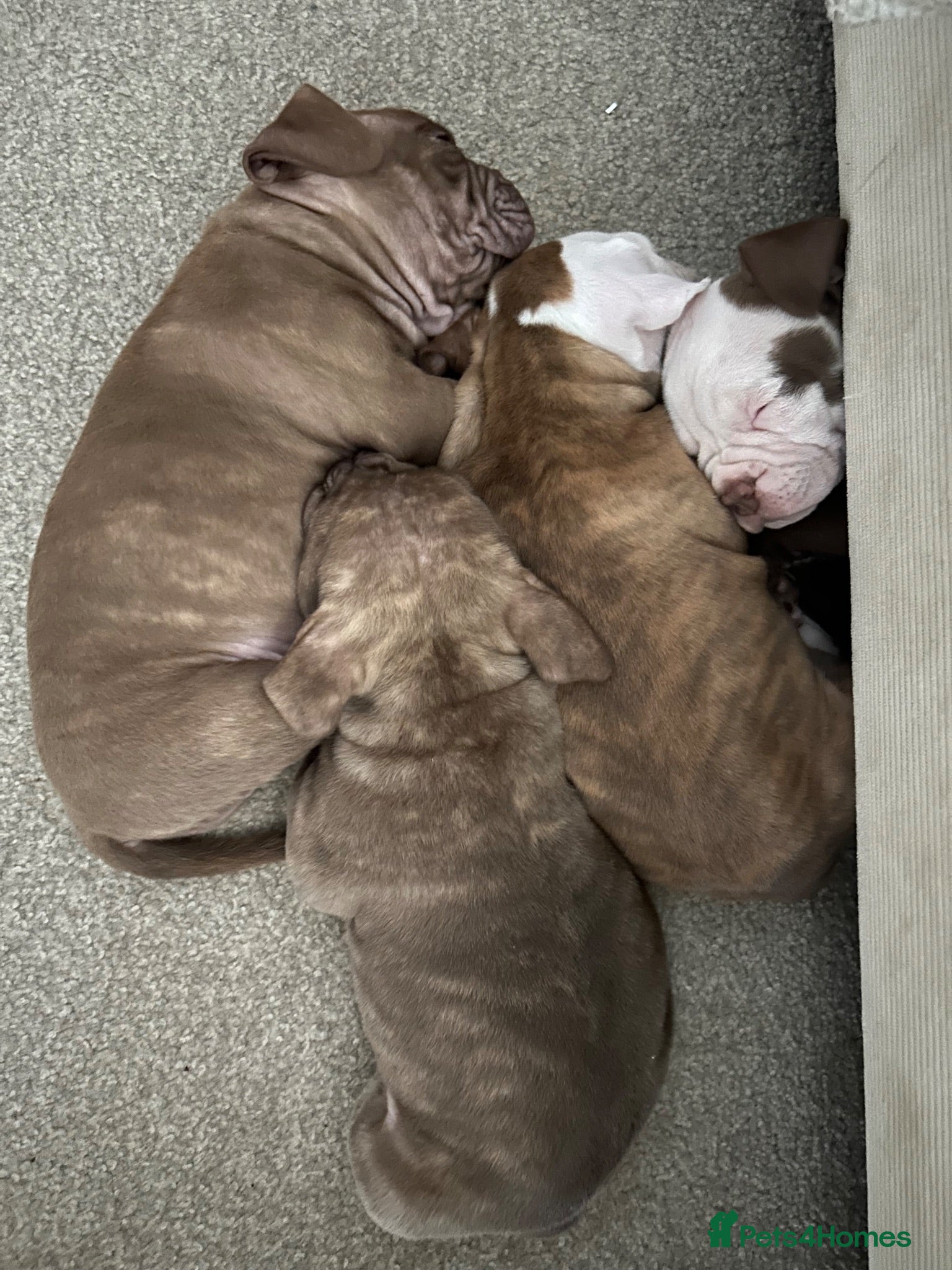 Mixed Breed dogs mastiff x standard American bully  - Advert 5