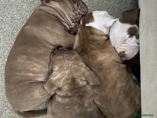 Mixed Breed dogs Standard American bully x mastiff - Advert 1