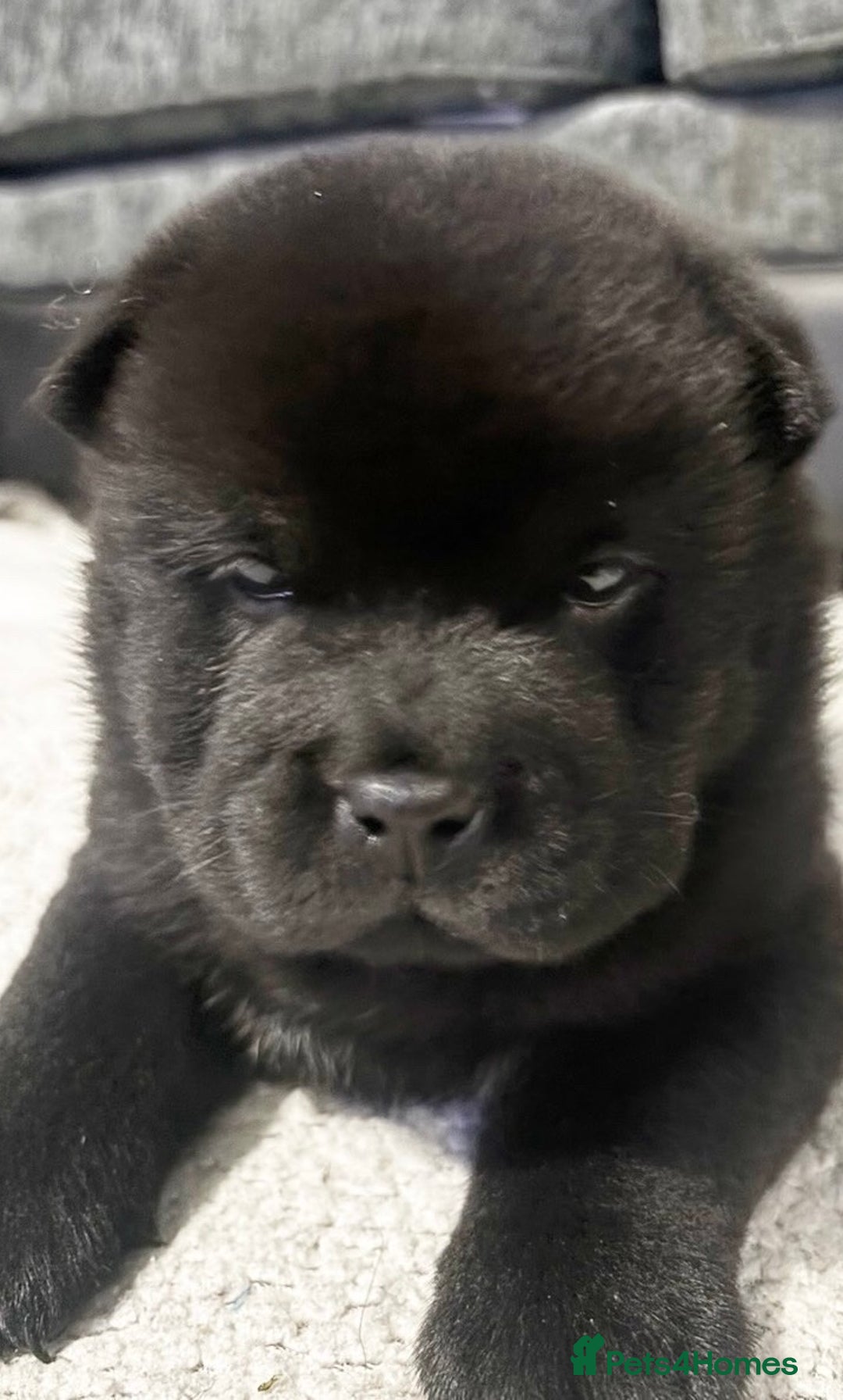 Chow Chow dogs for sale: Chow chow pups SMOOTH and FlUFFY coats  - Advert 5