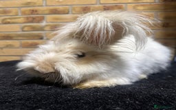 Angora rabbits for sale: English angora buck  - Image 1