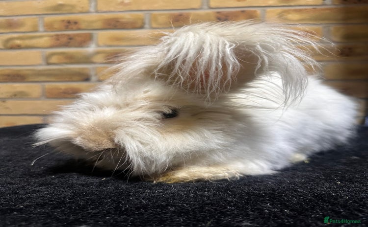 Angora rabbits - Advert 3