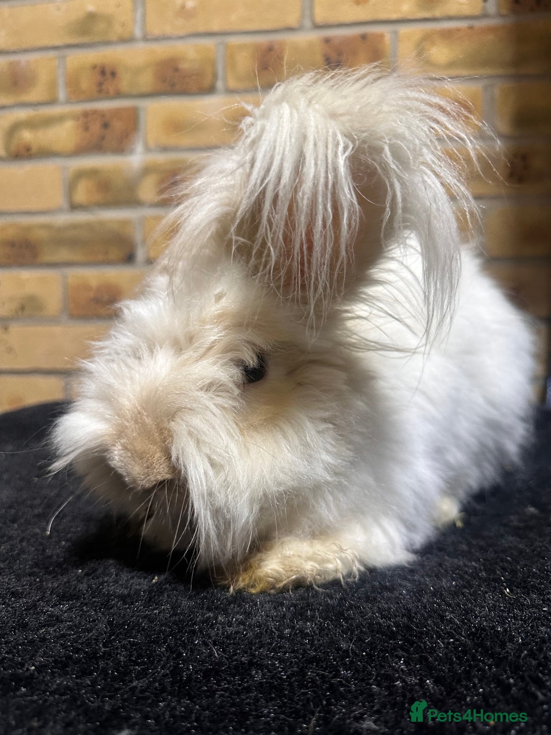 Angora rabbits for sale: English angora buck  - Image 1