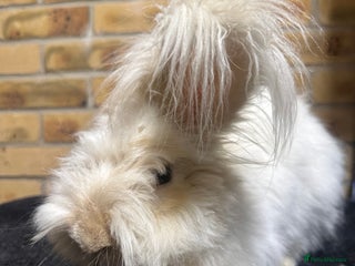 Angora rabbits - Advert 4
