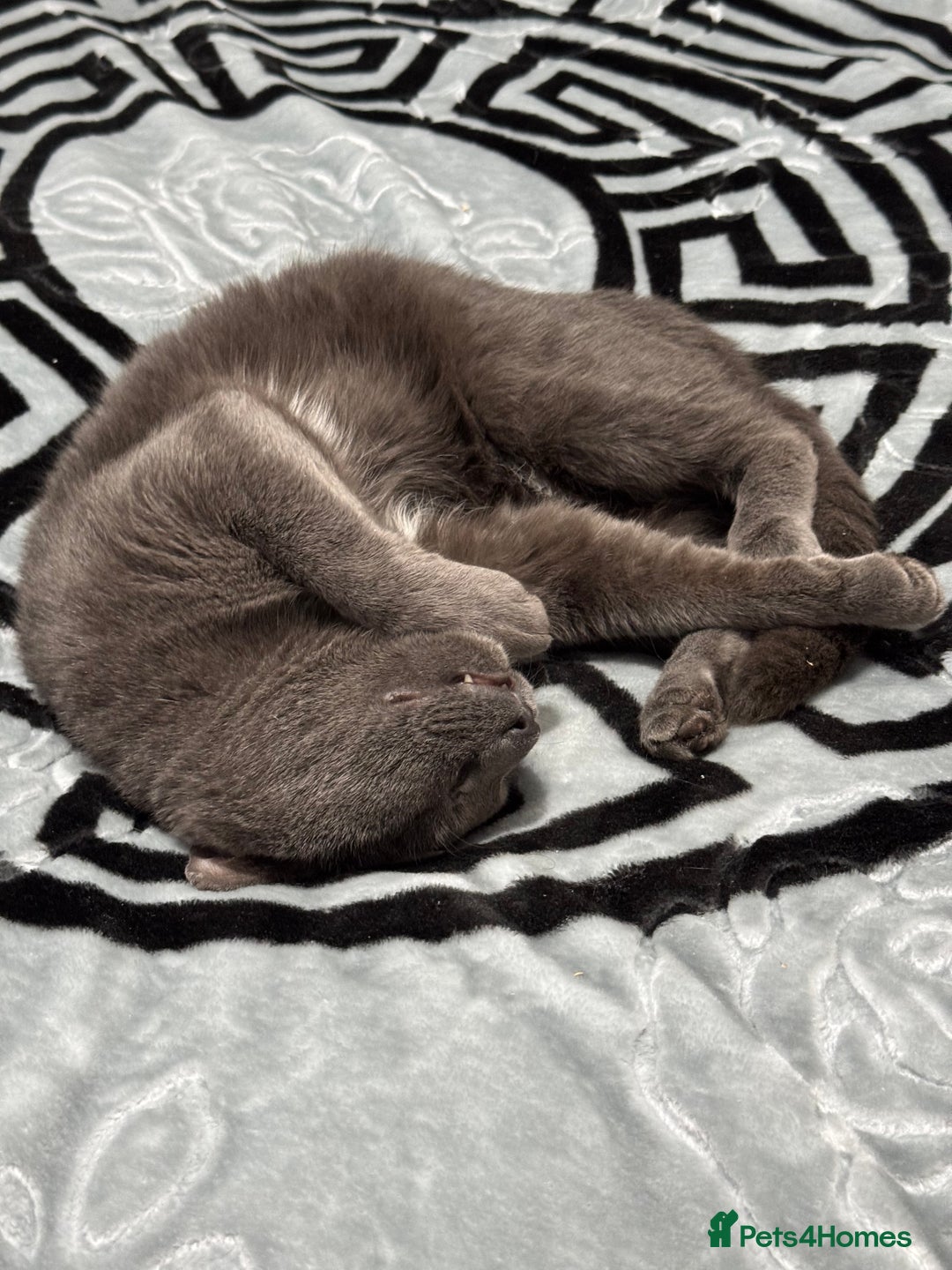 Domestic Shorthair cats for sale: Tabby kitten and Russian blue cross - Advert 8