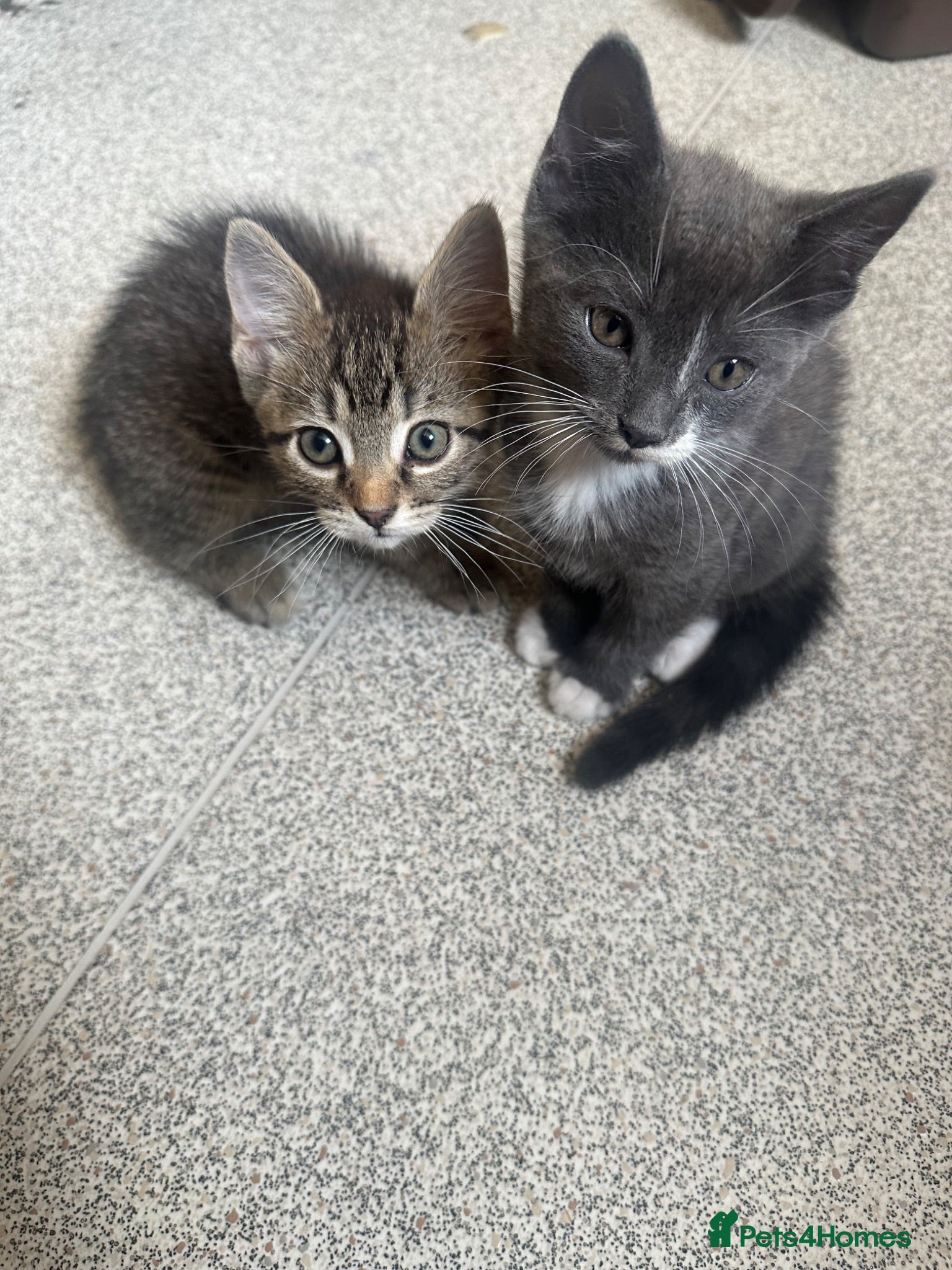 British Shorthair cats 1 Cat, 2 kittens. - Advert 2