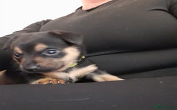 Patterjack dogs for sale: Patterjacks - Image 1