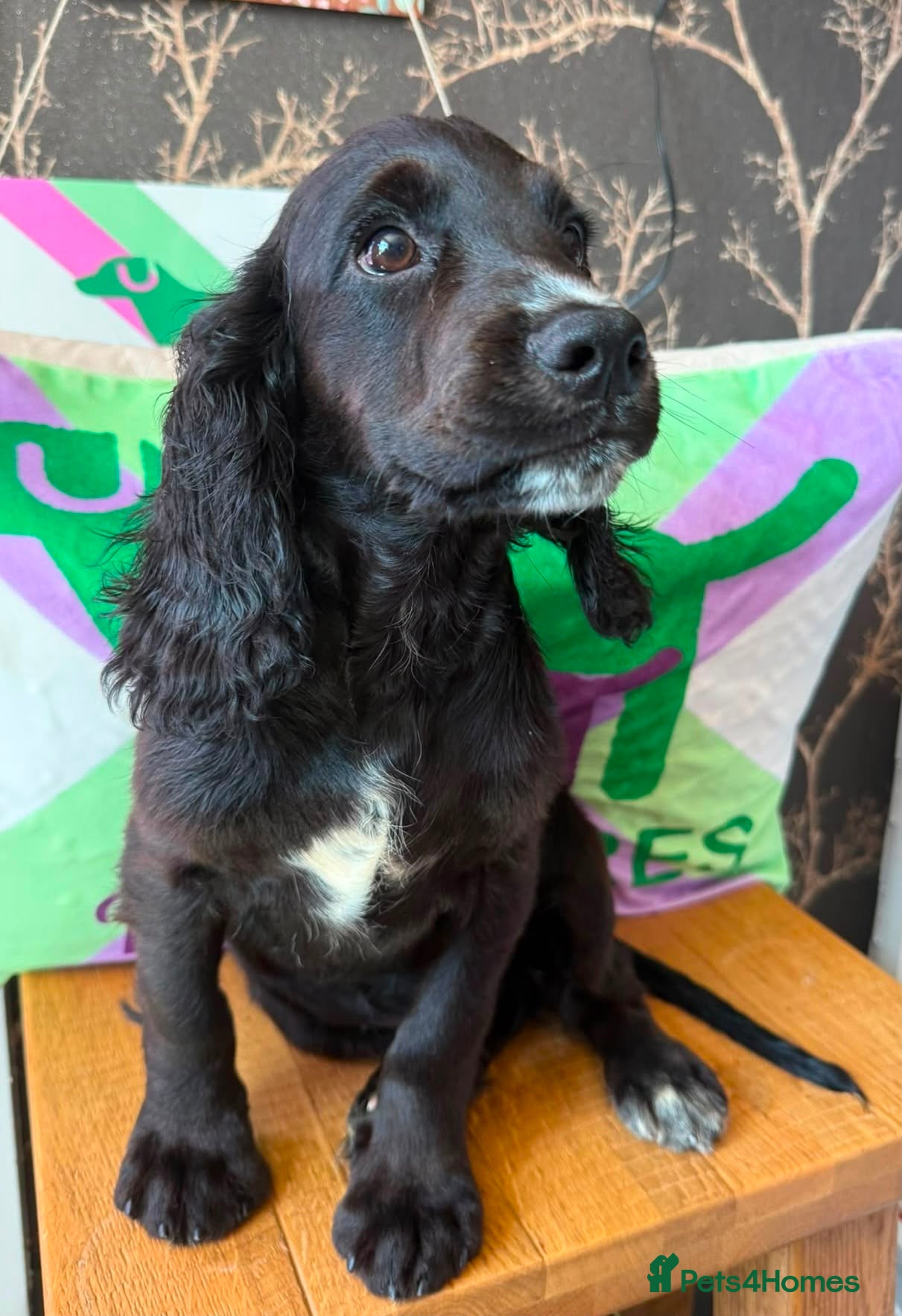 Cocker Spaniel dogs Kc cocker spaniels  17 DNA HEALTH TESTED  - Advert 1