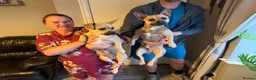 Mixed Breed dogs for sale: Gorgeous French Bull dog cross Chihuahua puppies  - Advert 5