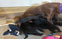 Labradoodle dogs for sale: Fantastic F1 Labradoodles (black) - Image 4