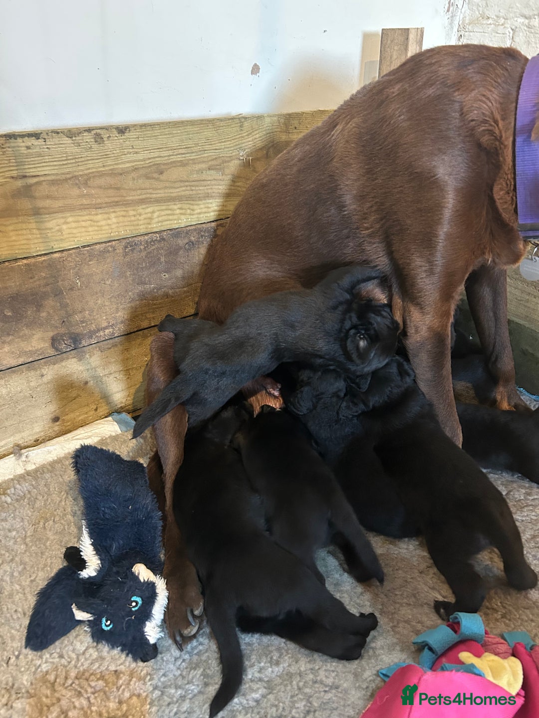 Labradoodle dogs for sale: Fantastic F1 Labradoodles (black) - Image 4