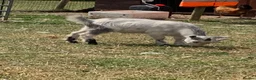 Goats livestock for sale: 2 billy Pygmy goats for sale in Doncaster - Advert 3