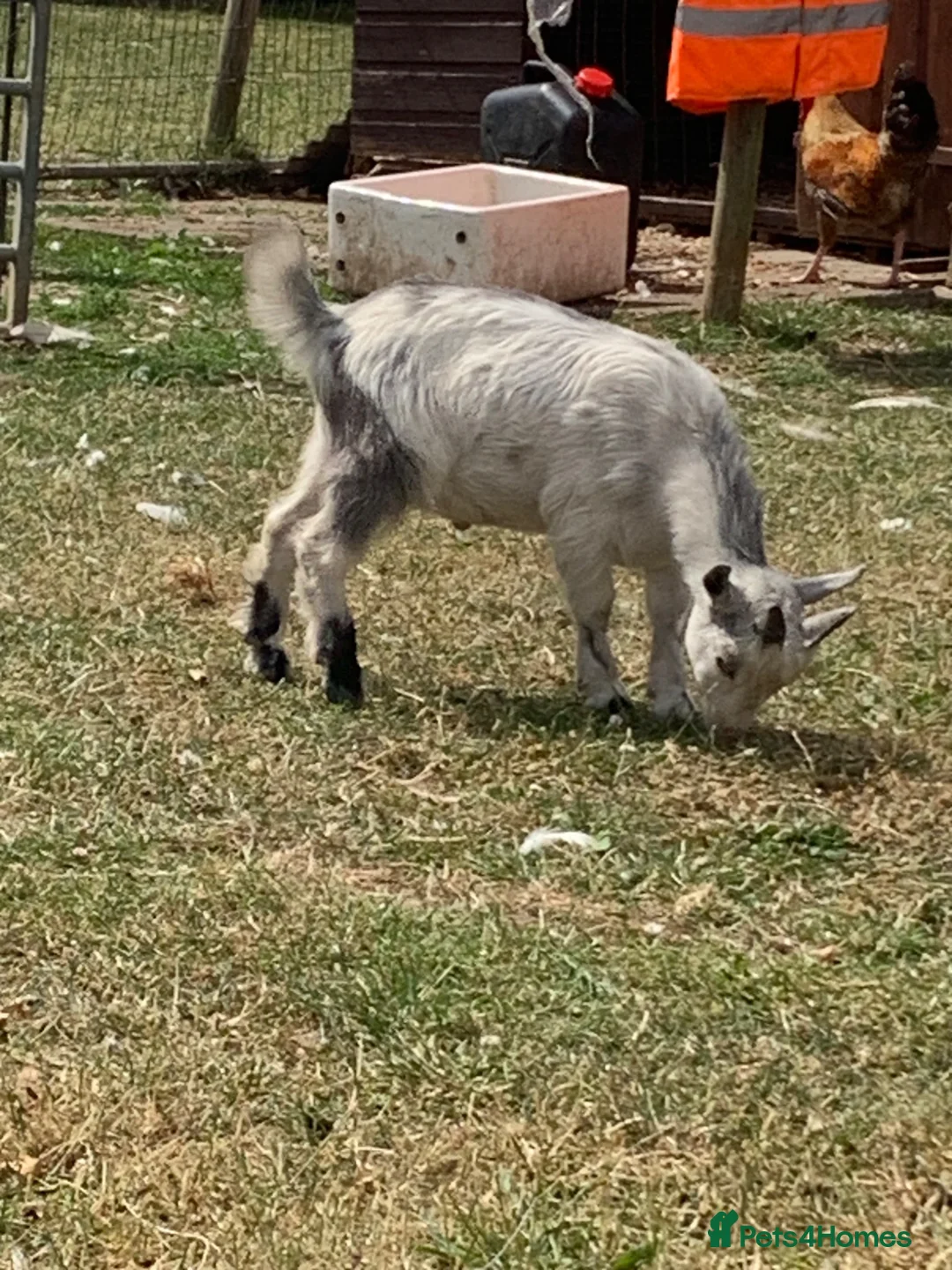 Goats livestock for sale: 2 billy Pygmy goats for sale in Doncaster - Advert 3