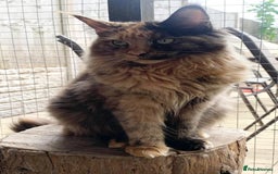 Maine Coon cats for sale: Maine Coon Kitten - Image 7