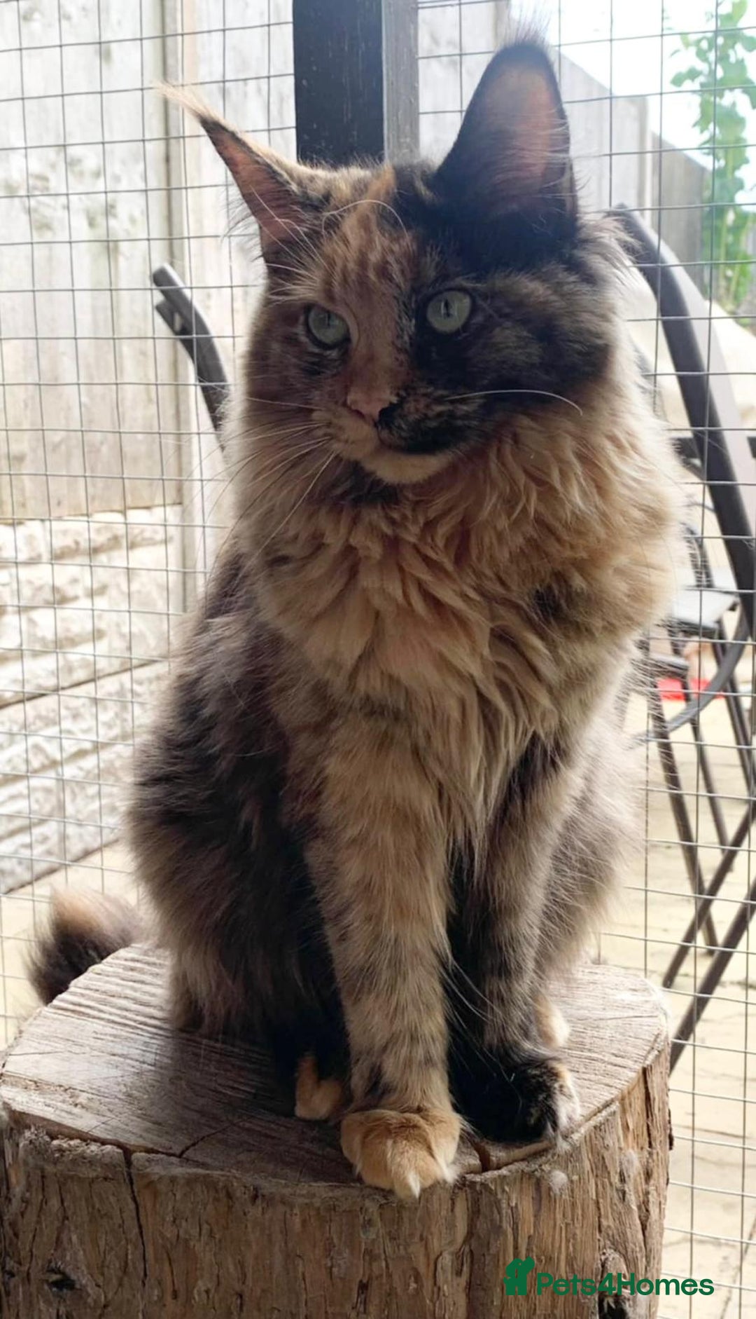 Maine Coon cats for sale: Maine Coon Kitten - Image 7