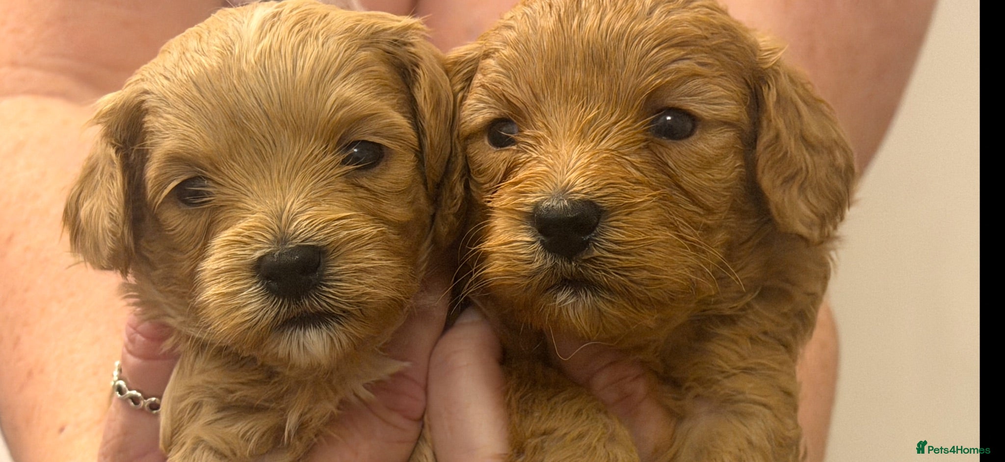 Cavapoochon dogs 🌟🌟2 Beautiful Boys remaining 🌟🌟 - Advert 1