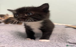 Mixed Breed cats for sale: 3 friendly kittens for sale - Image 19