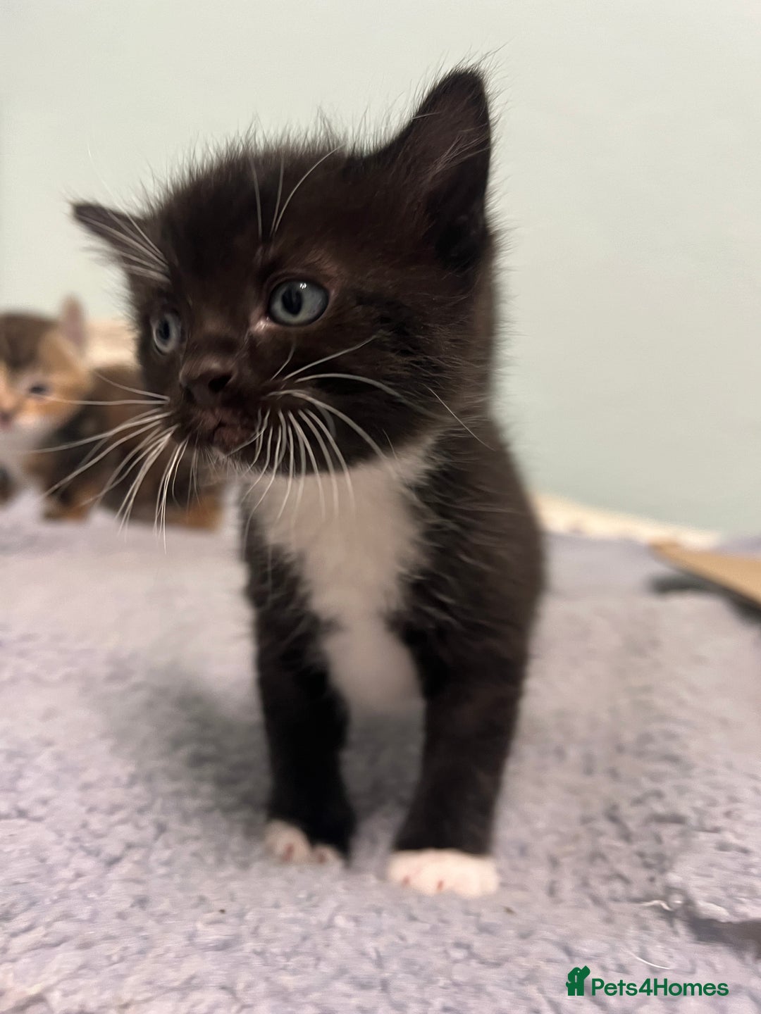 Mixed Breed cats for sale: 3 friendly kittens for sale - Image 19