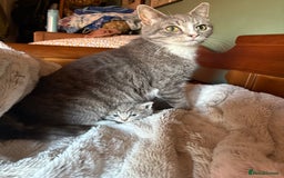 Mixed Breed cats for sale: Gorgeous little boy - Advert 4