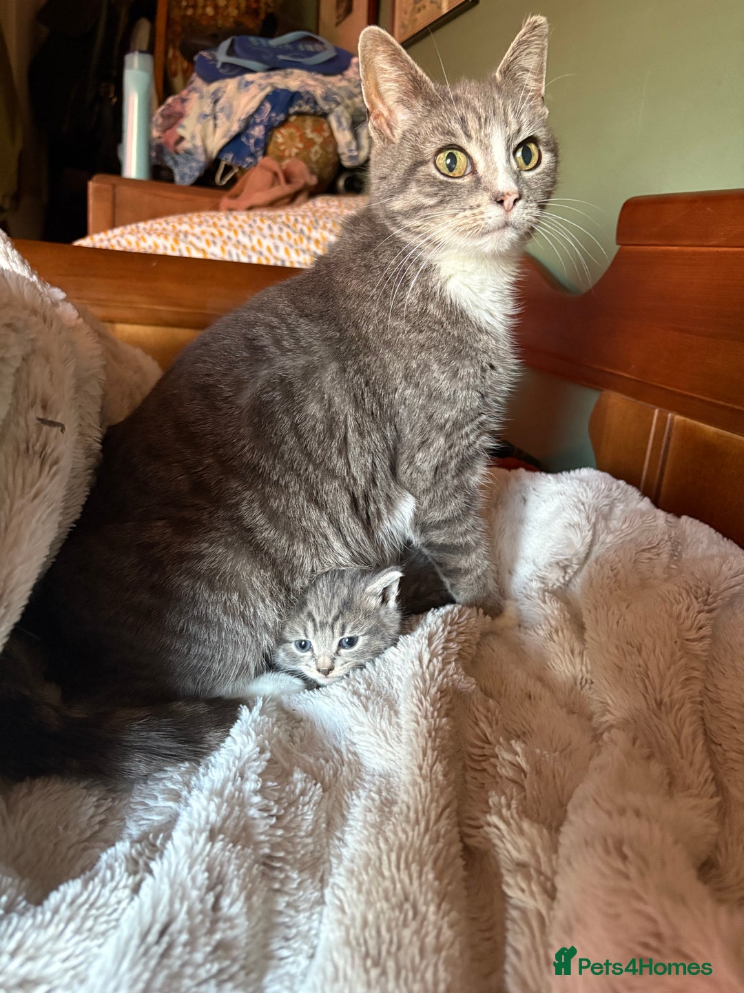 Mixed Breed cats for sale: Gorgeous little boy - Advert 4