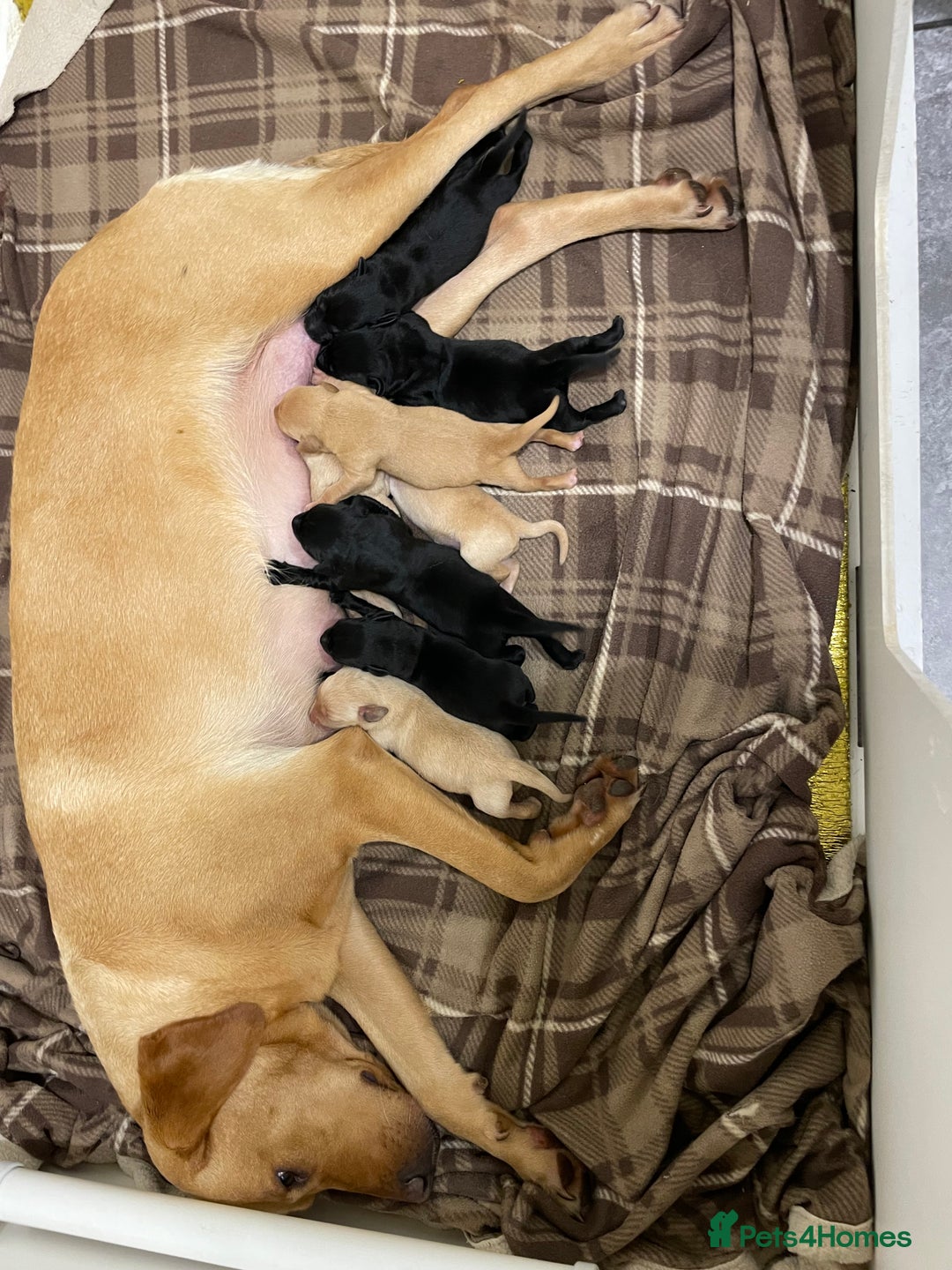 Labrador Retriever dogs for sale: Male black lab pup Kc reg  - Image 6