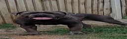 Cane Corso dogs for stud: Blue cane corso - Advert 1