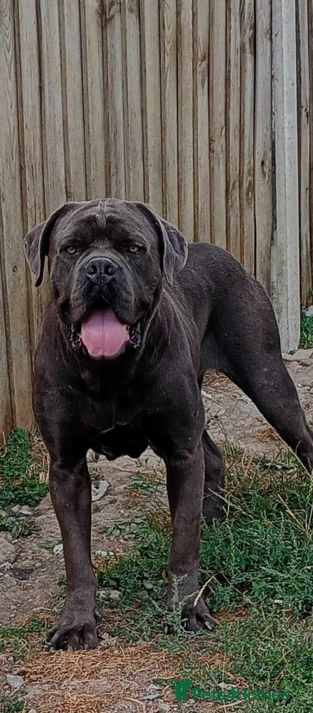 Cane Corso dogs for stud: Blue cane corso - Advert 1