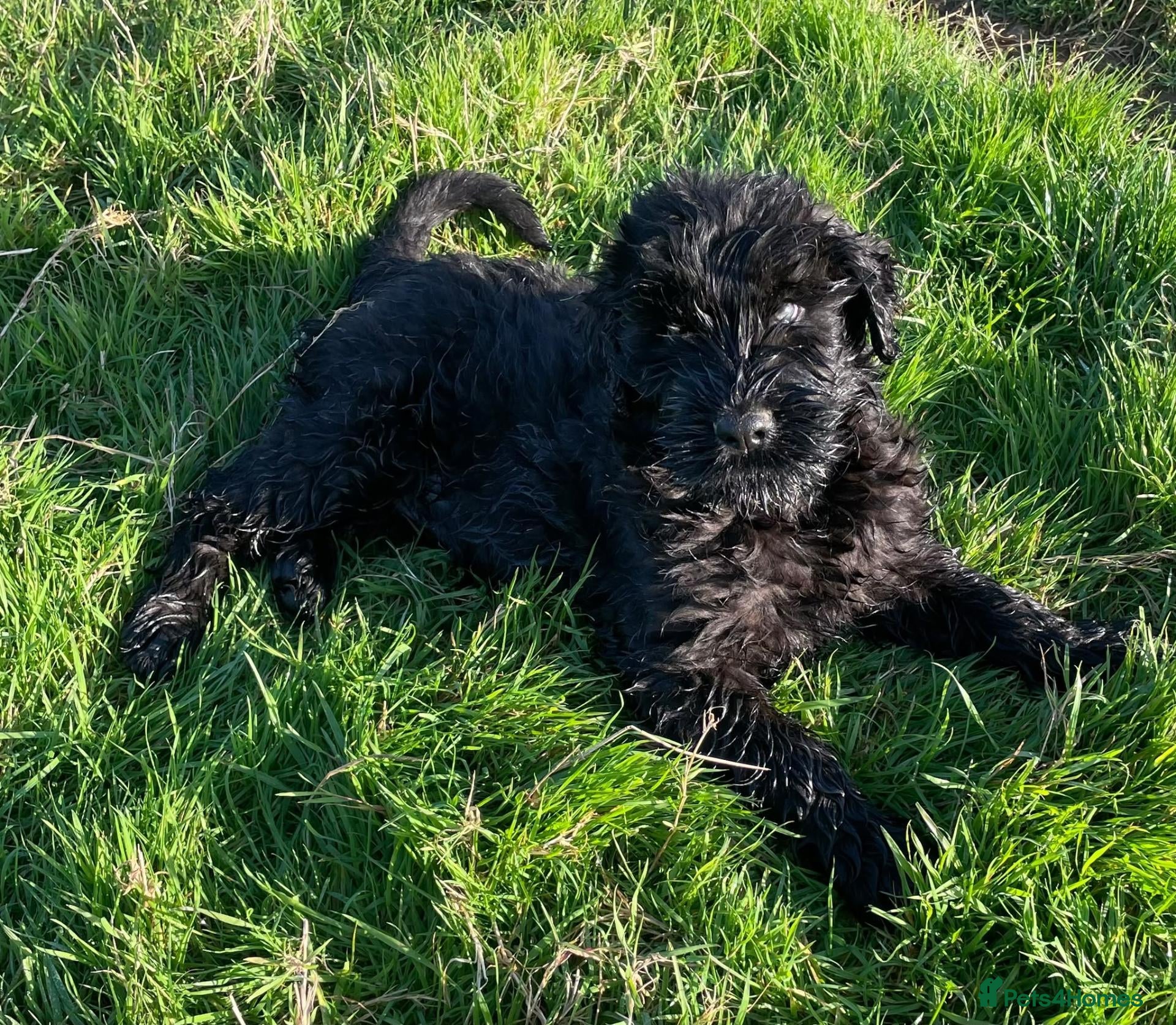 Russian Black Terrier dogs Black Russian Terrier 🐾 - Advert 2