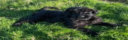 Russian Black Terrier dogs for sale: Black Russian Terrier 🐾 - Advert 2