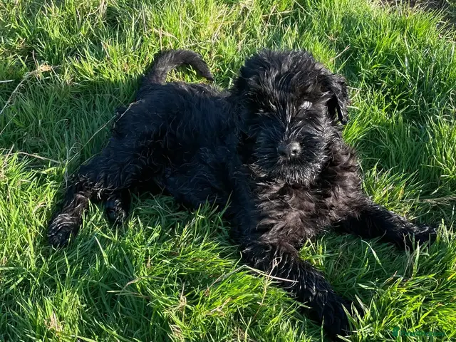 Russian Black Terrier dogs for sale: Black Russian Terrier 🐾 - Advert 2