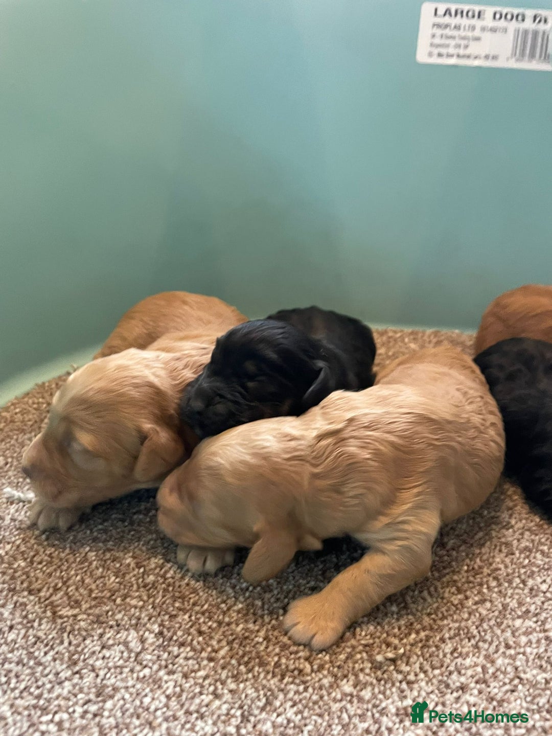 Cockapoo dogs for sale: Outstanding F1 cockapoo - Advert 21