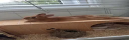 Mixed Breed rabbits for sale: Mixed Breed Female Rabbit ( 2 months old )  in Portsmouth - Advert 2