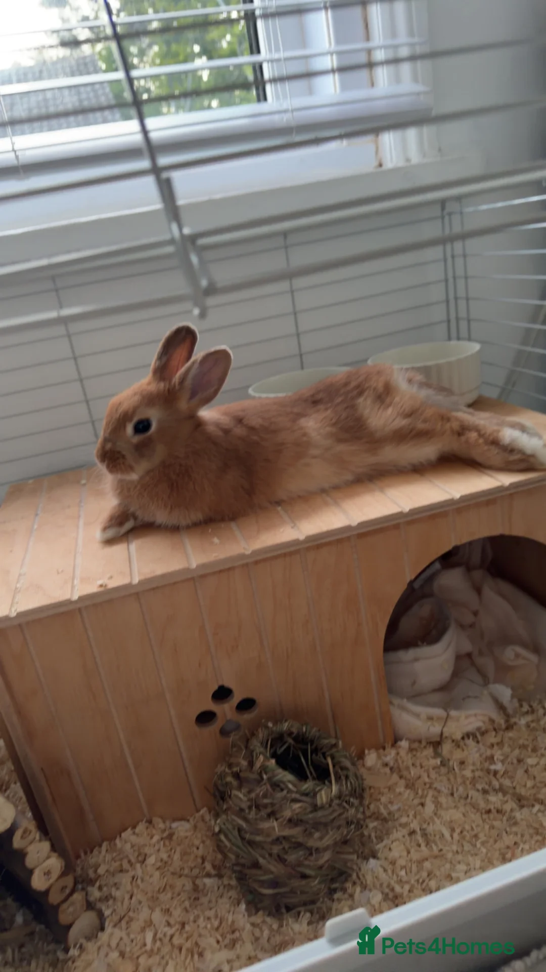 Mixed Breed rabbits for sale: Mixed Breed Female Rabbit ( 2 months old )  in Portsmouth - Advert 2